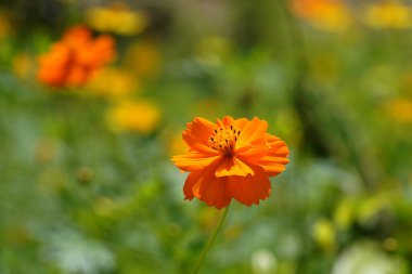 Arkaplanı bulanık turuncu kozmos çiçeğini kapat.