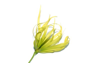 Beyaz arka planda yumuşak gölgeli Ylang-ylang çiçeğini kapat. (Bilimsel adı Cananga odorata (Lamk.)