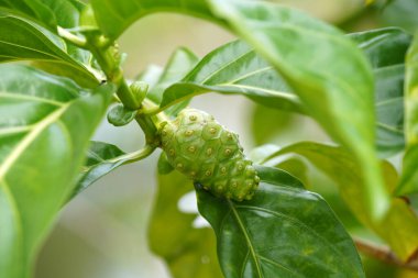 Bulanık arkaplanı olan yeşil Hint Dutunu kapat. (Bilimsel adı Morinda citrifolia)