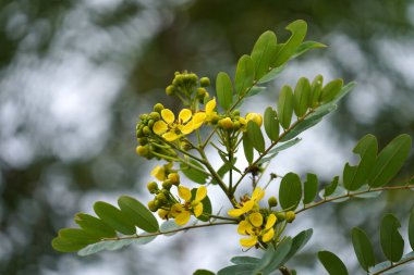 Cassod ağacının çiçeği, bulanık arkaplanlı Tayland bakır kapsülü. (Bilimsel adı Senna siamea)