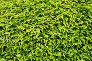 Çin Banganı, İncir Perdesi, Hint defne yaprakları, Malay Bangan arka planı. (Bilimsel adı Ficus altissma Linn.)