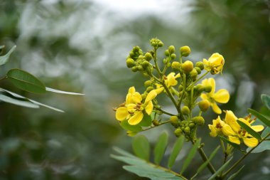 Cassod ağacının çiçeği, bulanık arkaplanlı Tayland bakır kapsülü. (Bilimsel adı Senna siamea)