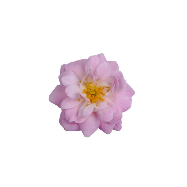 Рожева Квітка Троянди Ізольована Білому Тлі Відсічним Контуром — стокове фото