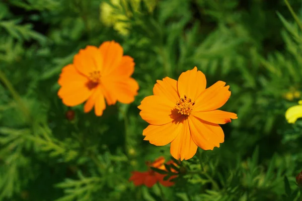 Zamknij Pomarańczowy Kwiat Kosmosu Rozmytym Tłem — Zdjęcie stockowe