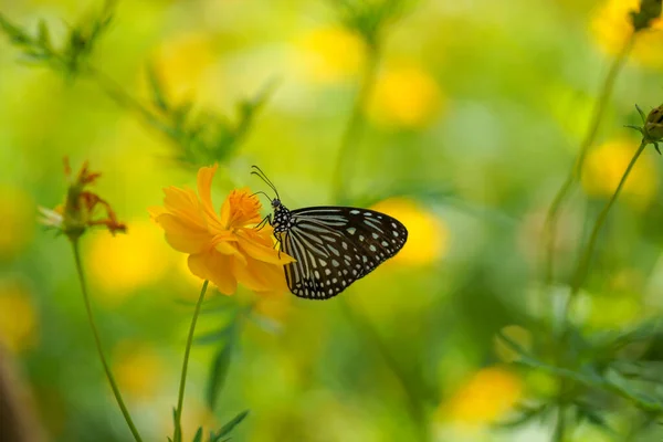 Zavřít Motýl Kosmu Květ Rozmazaným Pozadím — Stock fotografie