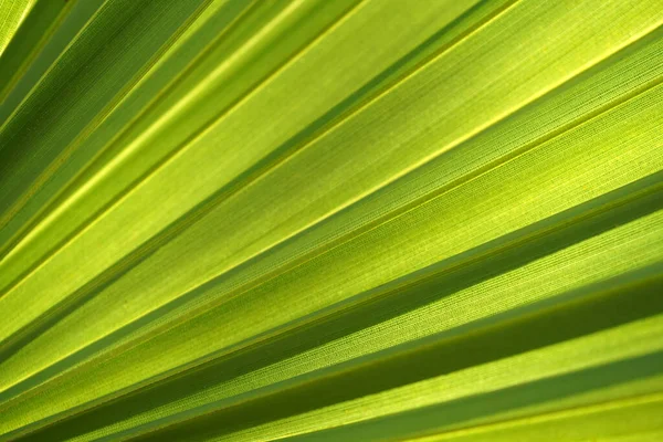 Close Green Sugar Palm Leaf Background — Stock Photo, Image