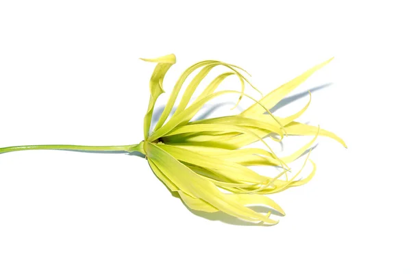 Feche Flor Ylang Ylang Fundo Branco Com Sombra Suave Nome — Fotografia de Stock