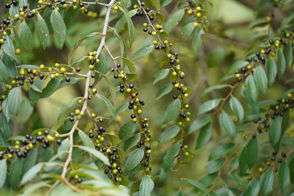 Close Jackal Jujube Fruit Branch Scientific Name Ziziphus Oenoplia — Stock Photo, Image