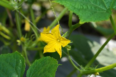 Arka planı bulanık olan salatalık çiçeğini kapat. (Bilimsel adı Cucumis sativus)
