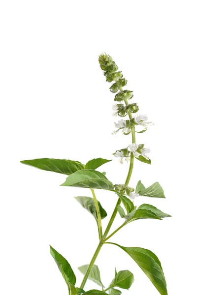 Zavřít Chlupatý Bazalka Květiny Listy Bílém Pozadí Vědecký Název Ocimum — Stock fotografie