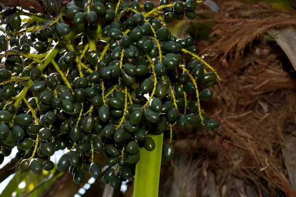 Cerrar Fruto Palmera Abanico Chino Árbol Nombre Científico Livistona Chinensis —  Fotos de Stock