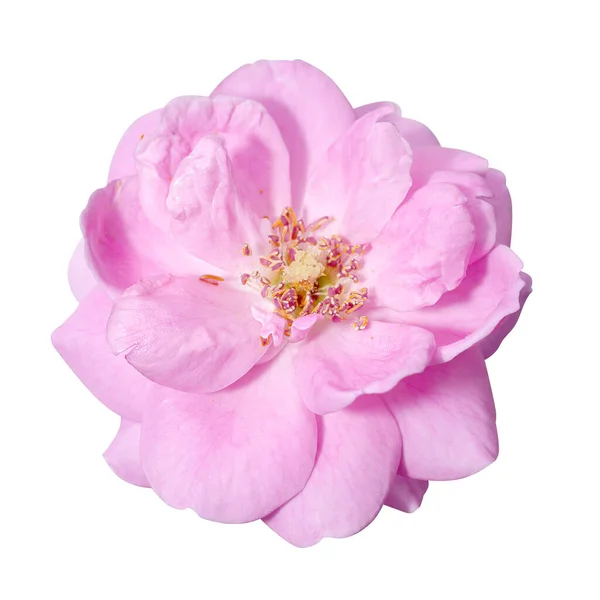 Κοντινό Πλάνο Pink Rose Λουλούδι Απομονώσει Λευκό Φόντο Μονοπάτι Ψαλίδισμα — Φωτογραφία Αρχείου
