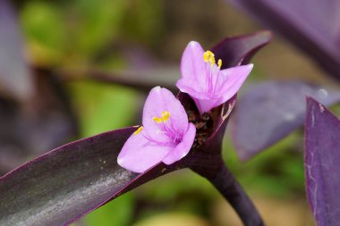 Geçmişi bulanık, Mor Kalp Çiçeği 'ne yakın durun. (Bilimsel adı Tradescantia pallida)