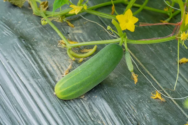 Close Cucumber Fruit Plantation Scientific Name Cucumis Sativus — Stock Photo, Image