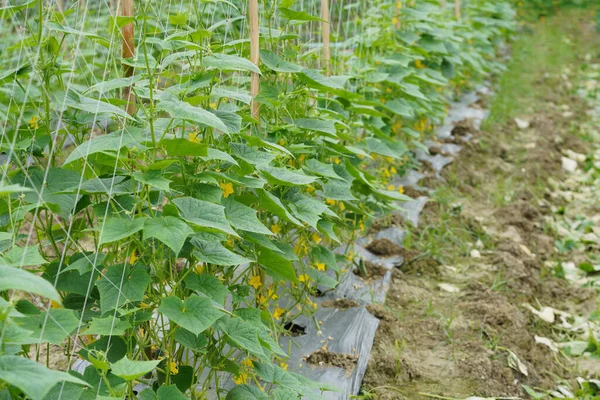 Okurkový Strom Plantáži Rozmazaným Pozadím Vědecký Název Cucumis Sativus — Stock fotografie