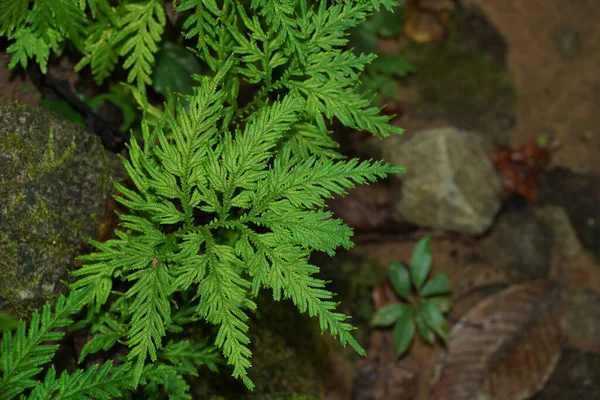 Spike Moss Yapraklarını Kapatın Bilimsel Adı Selaginella Wallichii — Stok fotoğraf