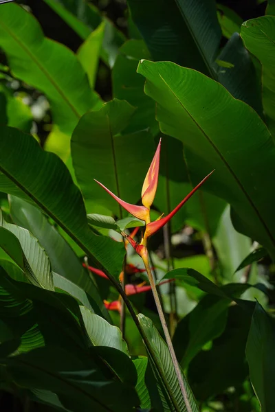 Close Heliconia Flower Blur Leaves Background — Stock Photo, Image