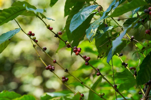 Close Coffee Berry Branch Blur Background — Fotografia de Stock