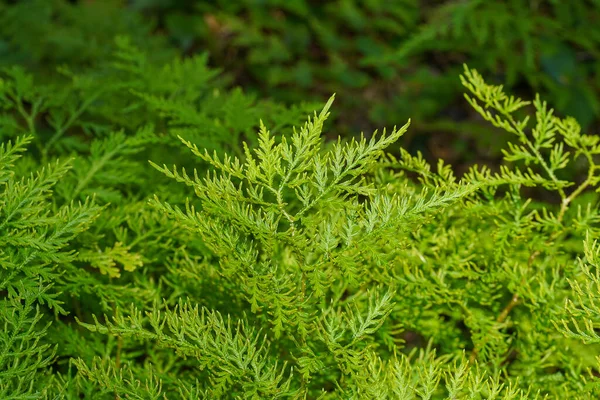 Close Spike Moss Leaves Scientific Name Selaginella Wallichii — стоковое фото