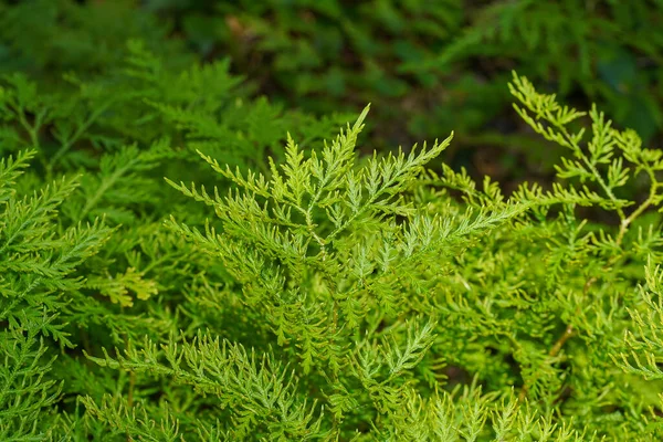 スパイク モスの葉を閉じて Scientific Name Selaginella Wallichii — ストック写真