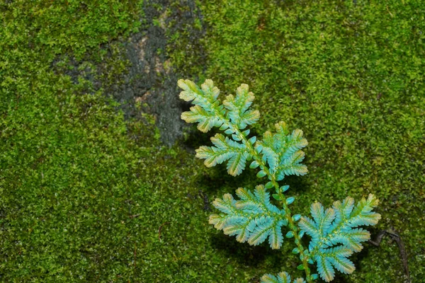 Spike Moss Yapraklarını Kapatın Bilimsel Adı Selaginella Wallichii — Stok fotoğraf