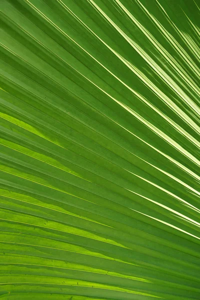 Close Sumawong Palm Leaf Background Scientific Name Licuala Peltata — Zdjęcie stockowe