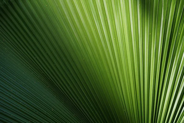 Close Sumawong Palm Leaf Background Scientific Name Licuala Peltata — Zdjęcie stockowe