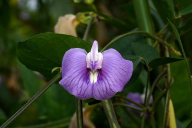 Kelebek bezelye çiçeğini kapat. (Bilimsel adı Centrosema ergenlik Benth.)