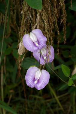 Kelebek bezelye çiçeğini kapat. (Bilimsel adı Centrosema ergenlik Benth.)