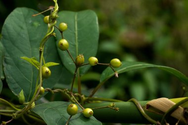 Bulanık arkaplanlı Paederia foetida tohumlarını kapat.
