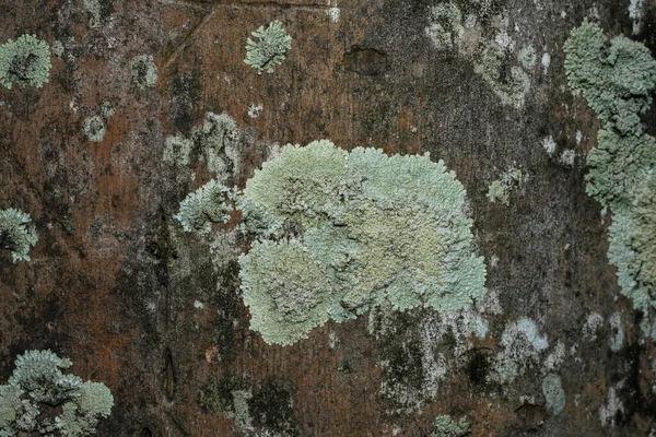 Close Lichen Bark Scientific Name Carbacanthographis Candidata — стоковое фото