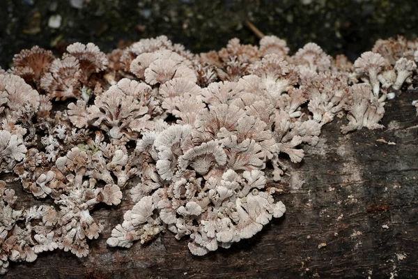 Close Split Kiemenpilz Pflanze Auf Holz Wissenschaftlicher Name Schizophyllum Commune — Stockfoto