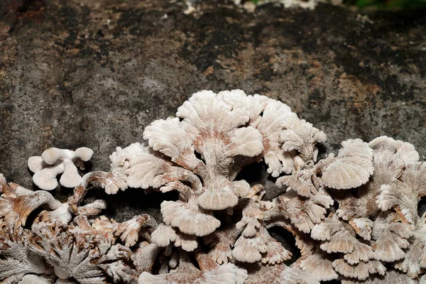 Close Split Gill Fungus Plant Wooden Scientific Name Schizophyllum Commune — 图库照片