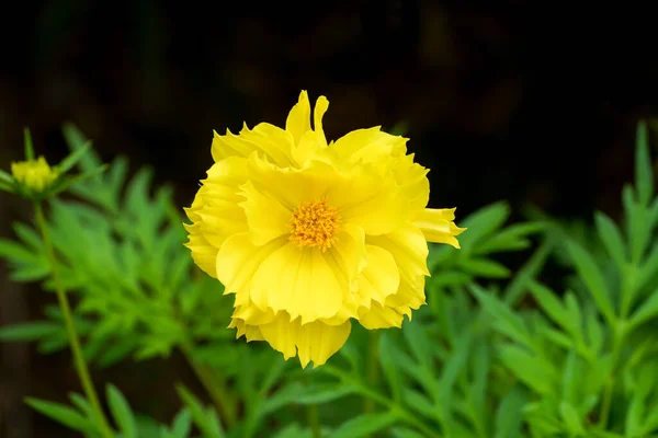 Nahaufnahme Einer Gelben Kosmos Blume Mit Unscharfen Blättern Auf Dunklem — Stockfoto