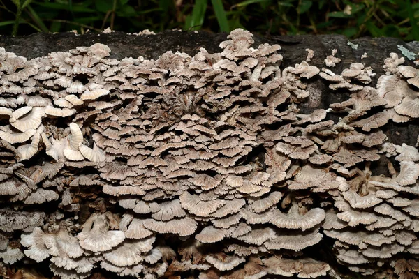 Närbild Split Gill Svamp Växt Trä Vetenskapligt Namn Schizophyllum Commune — Stockfoto