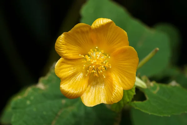 Country Mallow Kapat Koyu Arkaplanda Yaprağı Olan Hint Mallow Çiçeği — Stok fotoğraf