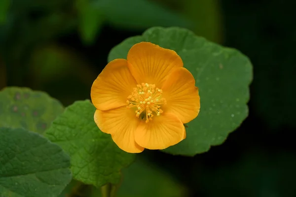 Närbild Country Malva Indiska Malva Blomma Med Blad Mörk Bakgrund — Stockfoto