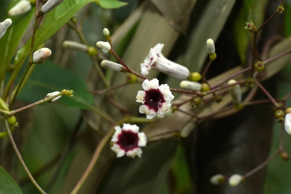 Close Paederia Foetida Flower Blur Background — ストック写真