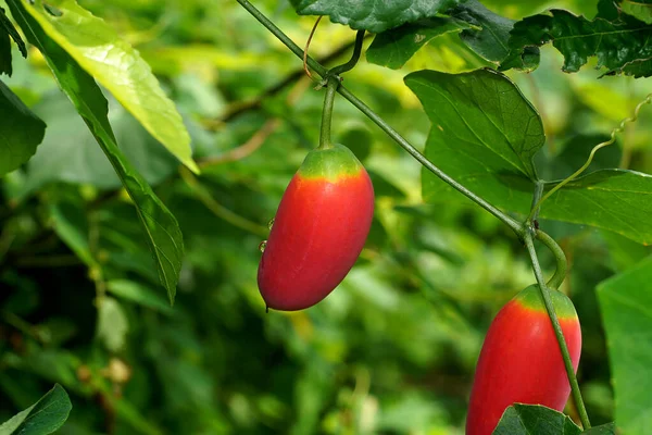 ツタのヒョウタン植物の赤い果実を閉じます 学名コシニア グランディス — ストック写真