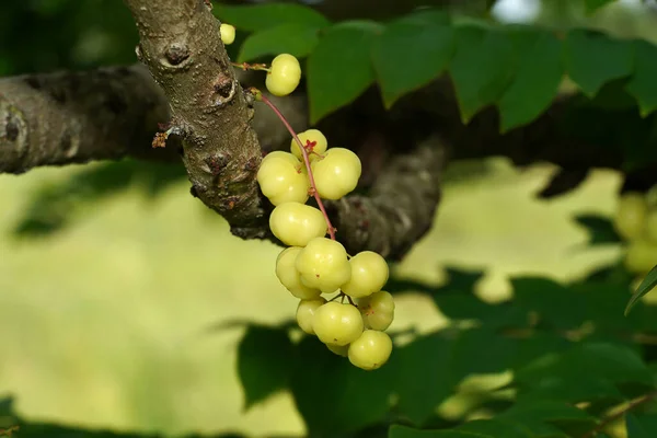 Close Star Gooseberry Branches Scientific Name Phyllanthus Acidus — Stock Photo, Image