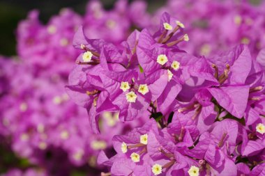 Pembe Kağıt Çiçeği kapat. Bilimsel adı Bougainvillea)
