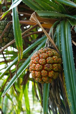 Çam meyvesini yaprakla vidalayın. (Bilimsel adı Pandanus tectorius)