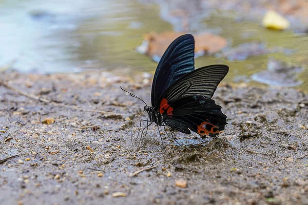 Papillon Noir Sur Sol — Photo