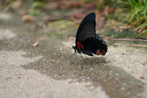 地面上的黑色蝴蝶 — 图库照片