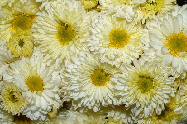 Close Edible Chrysanthemum Florist Chrysanthemum Flower Background — Stock Photo, Image