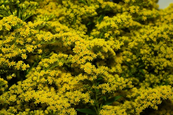Close Canada Goldenrod Flower Background Scientific Name Solidago Canadensis — Stock Photo, Image