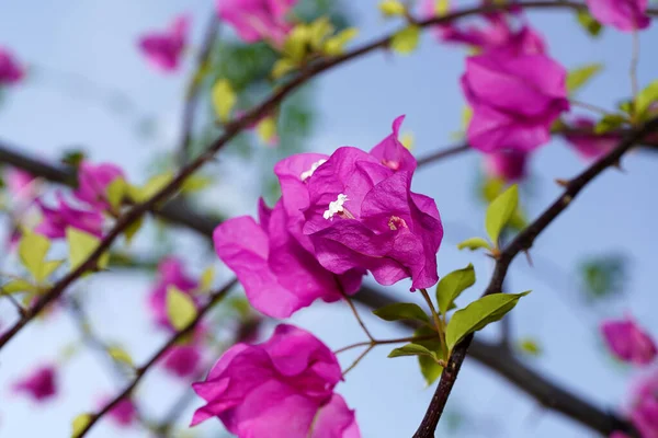 Zamknij Różowy Kwiat Papieru Rozmytym Tłem Nazwa Naukowa Bougainvillea — Zdjęcie stockowe