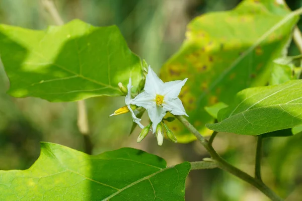 Sluit Turkse Bessenbloem Met Wazig Blad Wetenschappelijke Naam Solanum Torvum — Stockfoto