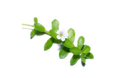 Close up Brammi leaf and flower on white background, Is a herb that helps in the treatment of dementia. (Scientific name Bacopa monnieri) clipart