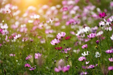 Kozmosun yapraklarının arkasında ışık ve bulanık bir arkaplan var..